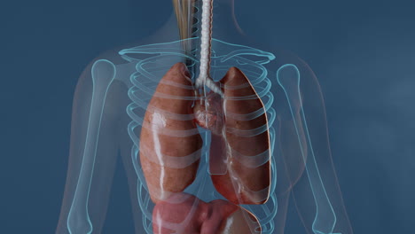 Lungs-In-Female-Body